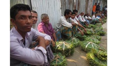 বরিশালে পানের দাম পাচ্ছেন না চাষীরা