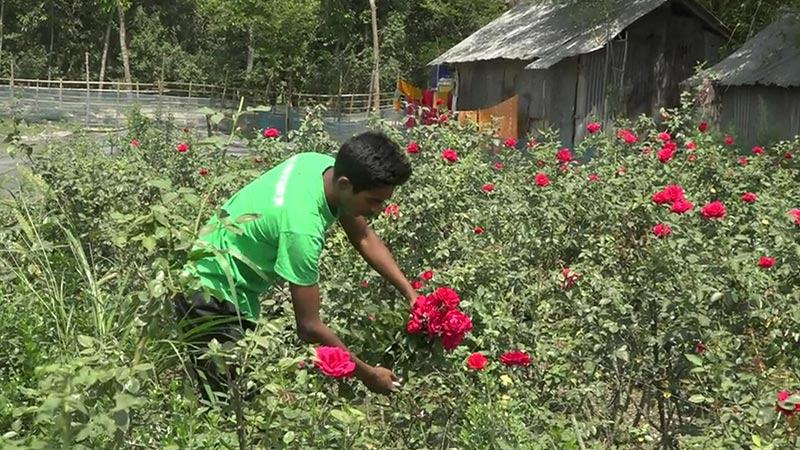 যশোরের গদখালীতে ফেরি করে ফুল বিক্রি