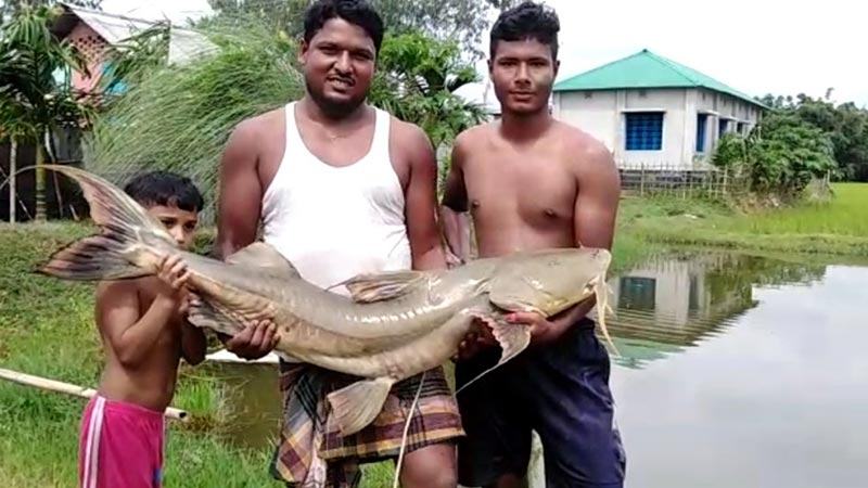 তেঁতুলিয়ায় ধরা পড়ল ২৮ কেজি ওজনের বাগাইড়