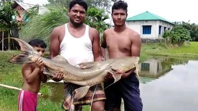 তেঁতুলিয়ায় ধরা পড়ল ২৮ কেজি ওজনের বাগাইড়