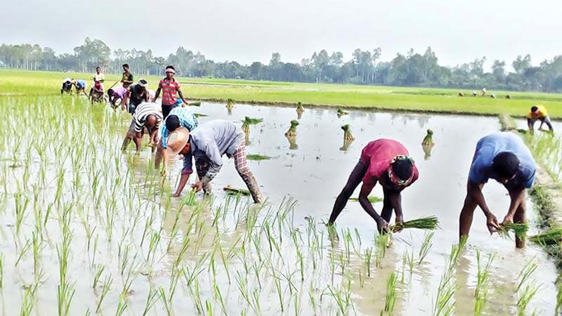 জয়পুরহাটে আমন ধানের চারা রোপণে ব্যস্ত চাষিরা