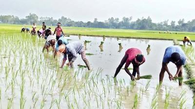 জয়পুরহাটে আমন ধানের চারা রোপণে ব্যস্ত চাষিরা