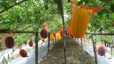 সাতক্ষীরায় গ্রীষ্মকালীন হলুদ তরমুজ চাষে ব্যাপক সম্ভাবনা