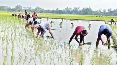 জয়পুরহাটে আমন ধানের চারা রোপণে ব্যস্ত কৃষক