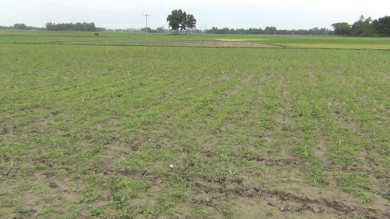 হিলিতে ৮১৩ হেক্টর জমির আমন আবাদ ব্যাহত