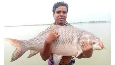 কুড়িগ্রামে বড়শিতে ১৮ কেজি ওজনের কাতলা মাছ