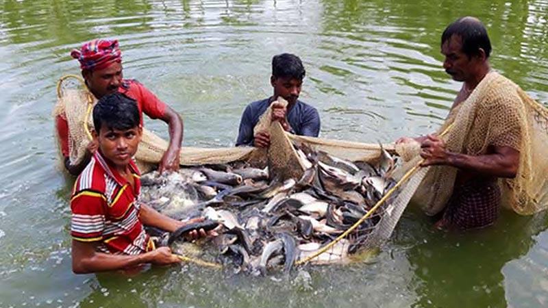 জয়পুরহাটে গত অর্থবছরে মাছ উৎপাদন ২৩ হাজার ১৭৯ টন