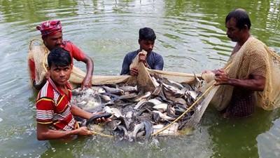 জয়পুরহাটে গত অর্থবছরে মাছ উৎপাদন ২৩ হাজার ১৭৯ টন