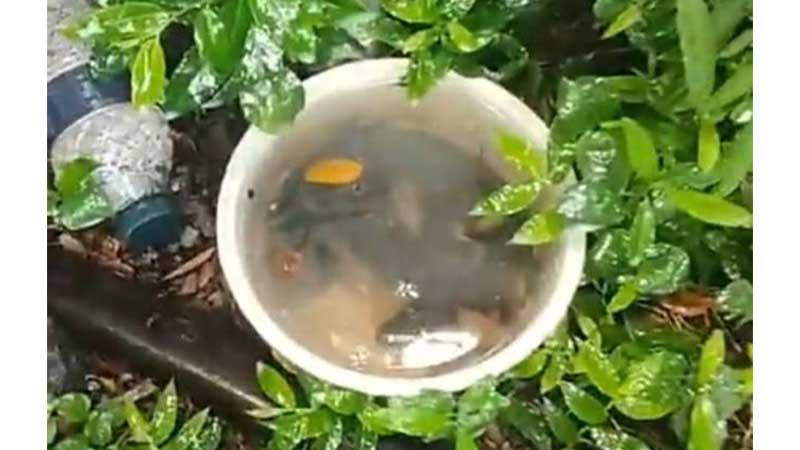 কভিডকালে ব্যবহৃত প্লাস্টিক সামগ্রী ডেঙ্গু ঝুঁকি বাড়াচ্ছে