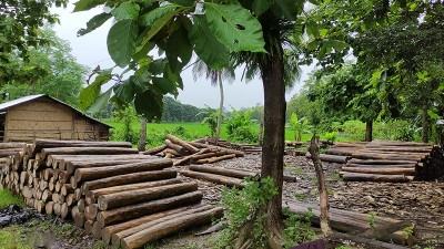 জোত পারমিটের আড়ালে অবাধে কাঠ পাচার