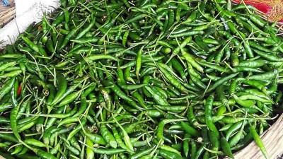 দিনাজপুরে কাঁচামরিচের দাম ১৮০ টাকা