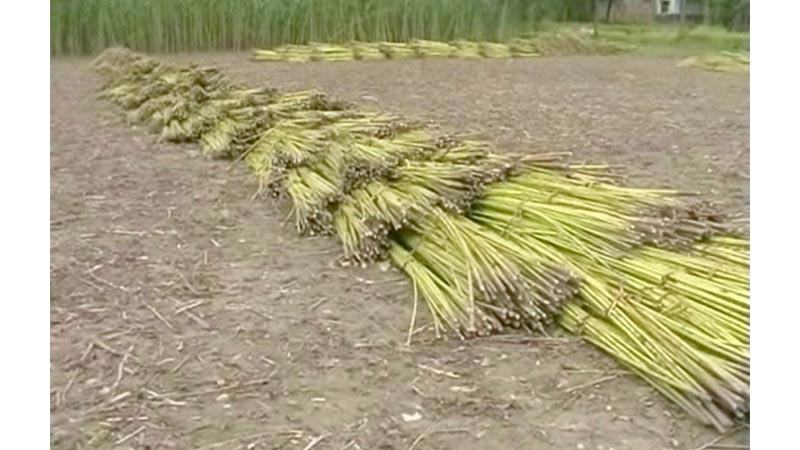 জয়পুরহাটে উৎপাদন বাড়লেও পাট জাগ নিয়ে সংকটে কৃষক