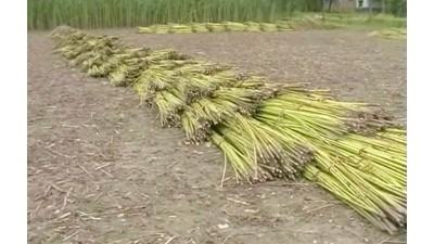 জয়পুরহাটে উৎপাদন বাড়লেও পাট জাগ নিয়ে সংকটে কৃষক