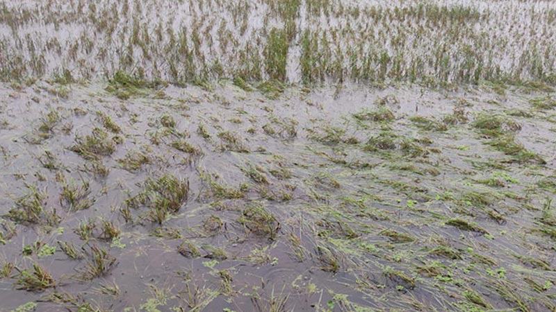 বাগেরহাটে বৃষ্টিতে বীজতলা নষ্ট, দিশেহারা কৃষক