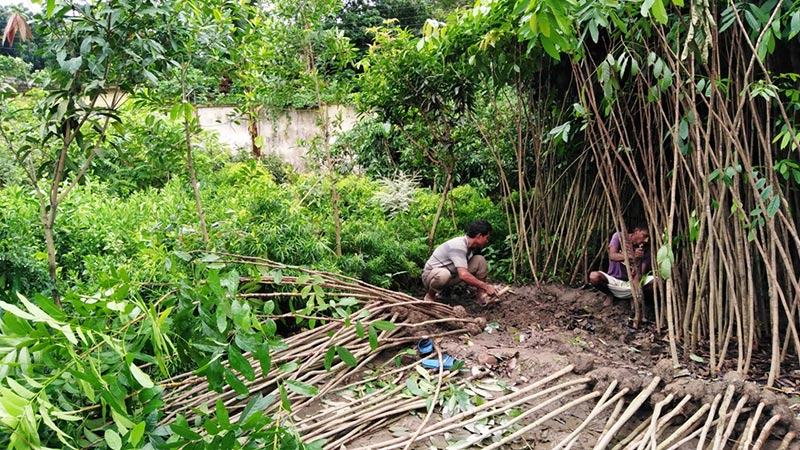 করোনার প্রভাবে দিনাজপুরে নার্সারি ব্যবসায় ধস
