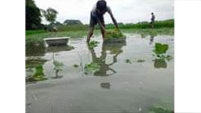 জলাবদ্ধতায় ৯ হাজার হেক্টর জমির ফসল নষ্টের শঙ্কা
