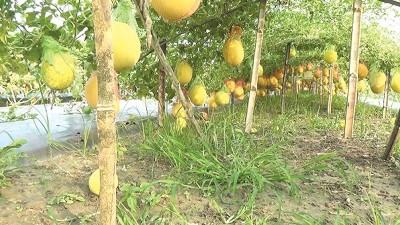 হলুদ তরমুজ চাষে ঝুঁকছেন জয়পুরহাটের চাষীরা