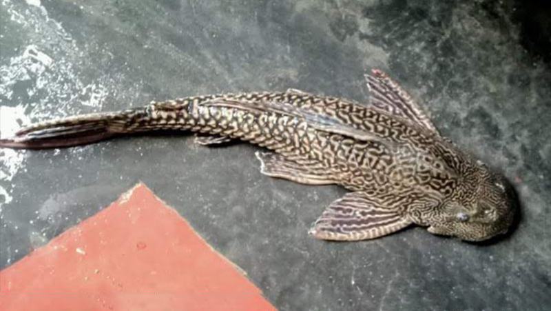 মঠবাড়িয়ায়  জালে আটকা বিরল প্রজাতির ‘সাকার ফিস’