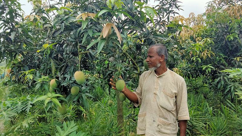 রংপুরে গৌড়মতি আম চাষে  আগ্রহ বাড়ছে কৃষকের