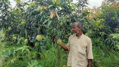 রংপুরে গৌড়মতি আম চাষে  আগ্রহ বাড়ছে কৃষকের