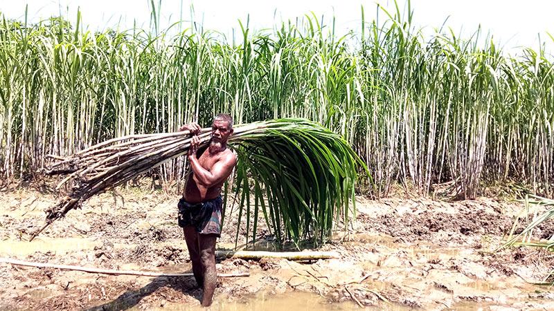 গোপালগঞ্জে আখের বাম্পার ফলন