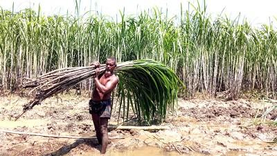 গোপালগঞ্জে আখের বাম্পার ফলন