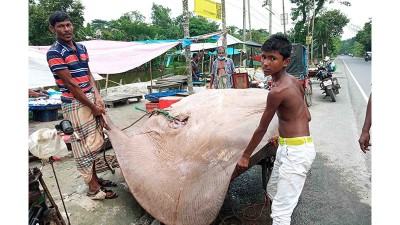বাগেরহাটে ১০ মণ ওজনের শাপলাপাতা মাছ