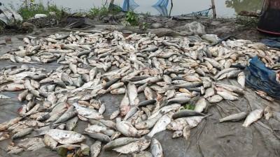 সাতক্ষীরায় মাছের ঘেরে বিষ প্রয়োগ