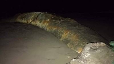 সৈকতে আবার ভেসে এলো মৃত তিমি