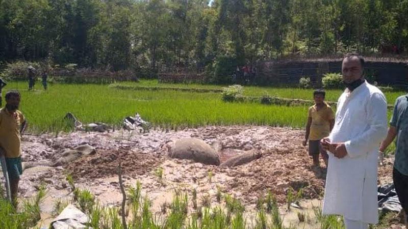 বৈদ্যুতিক শকে হাতি হত্যার অভিযোগ