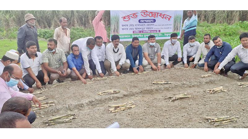 ঠাকুরগাঁও সুগার মিলের আখ রোপণ মৌসুম উদ্বোধন
