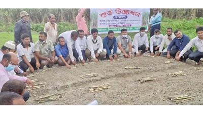 ঠাকুরগাঁও সুগার মিলের আখ রোপণ মৌসুম উদ্বোধন