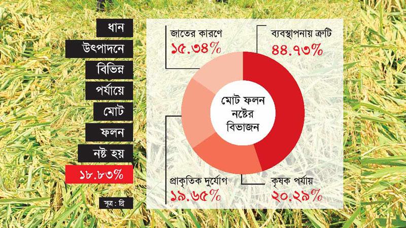 উৎপাদন পর্যায়ে নষ্ট হচ্ছে ধানের এক-পঞ্চমাংশ
