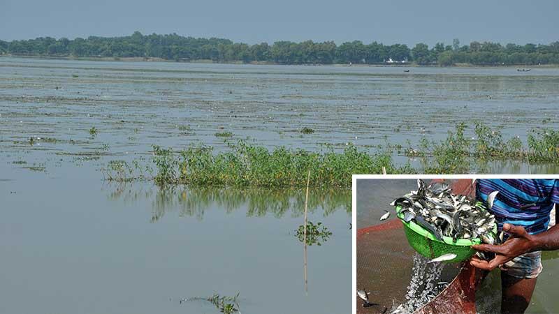 বদলে যাচ্ছে হাকালুকি হাওরের বৈশিষ্ট্য, কমছে মাছের প্রাপ্যতা