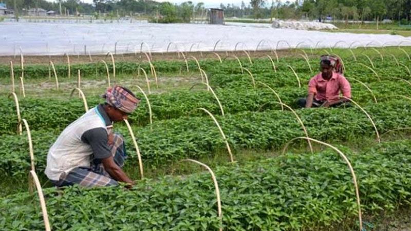 বগুড়ায় সাড়ে ৪ লাখ টন সবজি উৎপাদনের লক্ষ্যমাত্রা