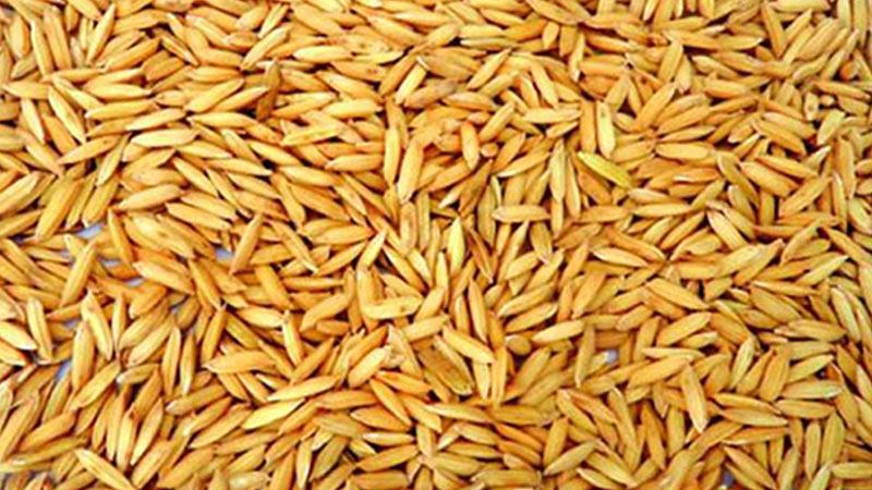 ধানবীজ কিনে প্রতারিত ৭ কৃষক পেলেন ক্ষতিপূরণ