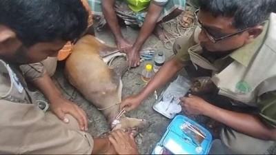 বাঘের আক্রমণে আহত মায়া হরিণ লোকালয়ে