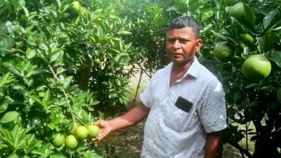 ঠাকুরগাঁওয়ে মাল্টা চাষে স্বপ্ন দেখছেন কৃষক