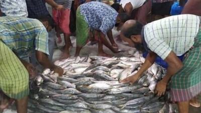 চাঁদপুর বড় স্টেশন মাছঘাট ইলিশে সয়লাব, দামও চড়া