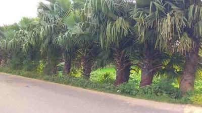 বজ্রপাতে প্রাণহানি কমাতে বরেন্দ্র অঞ্চলে ফিরছে তালগাছ