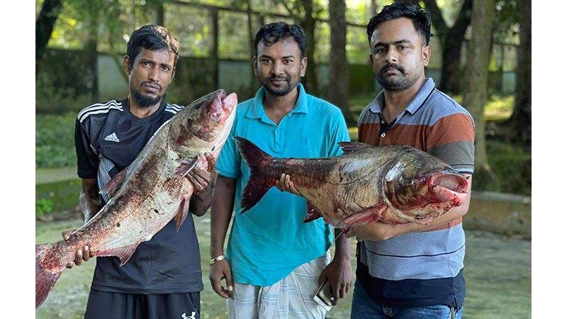 বড়শিতে ৩৩ কেজি ওজনের ব্রিগেড মাছ
