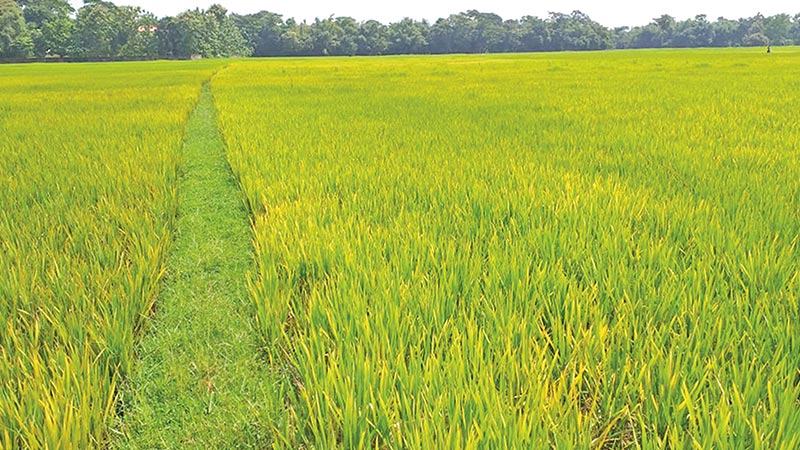 মৌলভীবাজারে আমন ধানের পাতায় হলুদ রঙ, উদ্বিগ্ন কৃষক