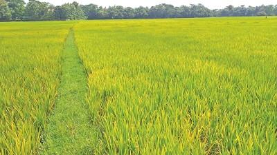 মৌলভীবাজারে আমন ধানের পাতায় হলুদ রঙ, উদ্বিগ্ন কৃষক