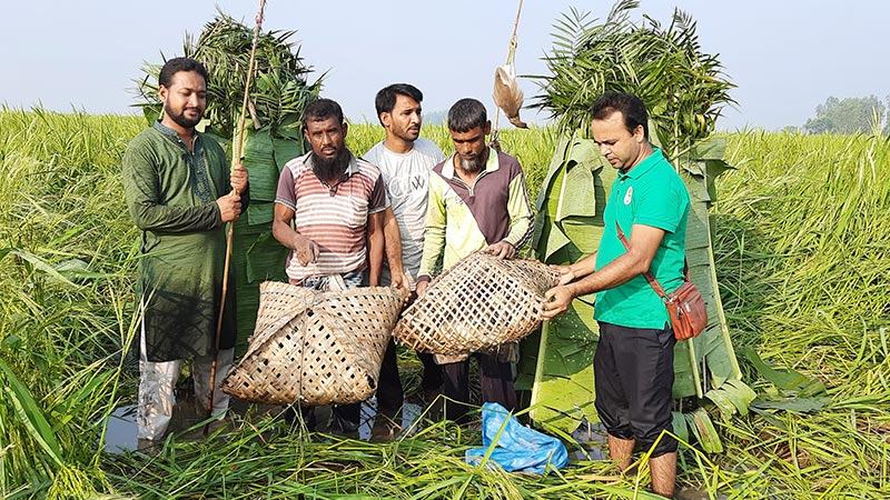 চলনবিলে দেদার বক শিকার, সংকটে বাস্তুতন্ত্র