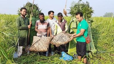 চলনবিলে দেদার বক শিকার, সংকটে বাস্তুতন্ত্র