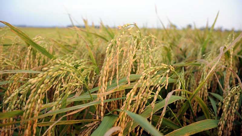 চট্টগ্রাম অঞ্চলে আমন আবাদে সুখবর নেই