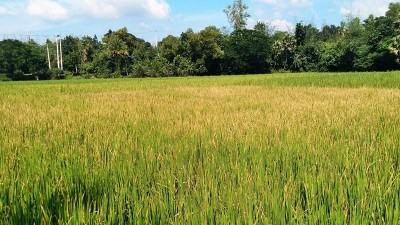 আমন ক্ষেতে কারেন্ট পোকার আক্রমণে দিশেহারা কৃষক