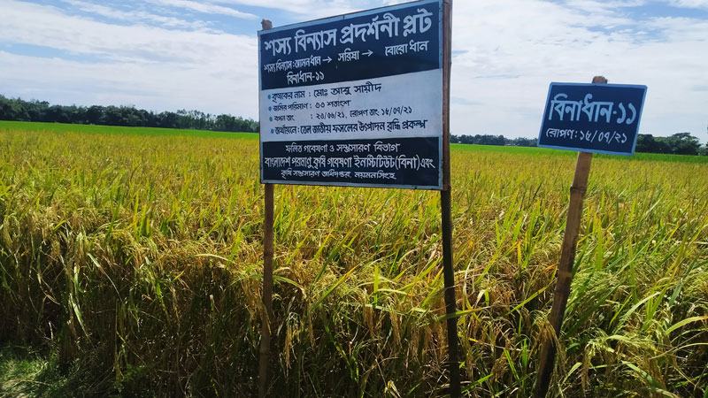 বন্যার পানির মধ্যে ভালো ফলন দিচ্ছে বিনা ধান-১১