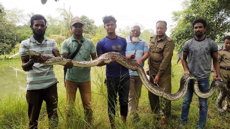 শরণখোলায় ২০ ফুট দীর্ঘ অজগর উদ্ধার