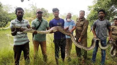 শরণখোলায় ২০ ফুট দীর্ঘ অজগর উদ্ধার